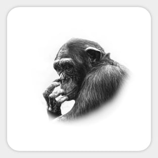 Chimpanzee Sticker